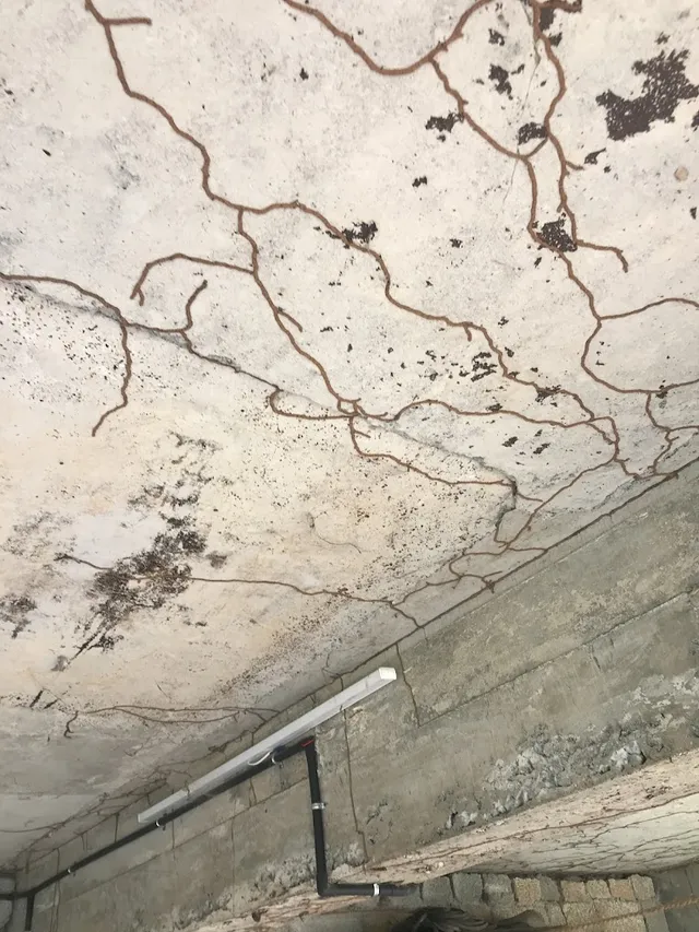 ADVANCE PEST CONTROL SERVICES - 2