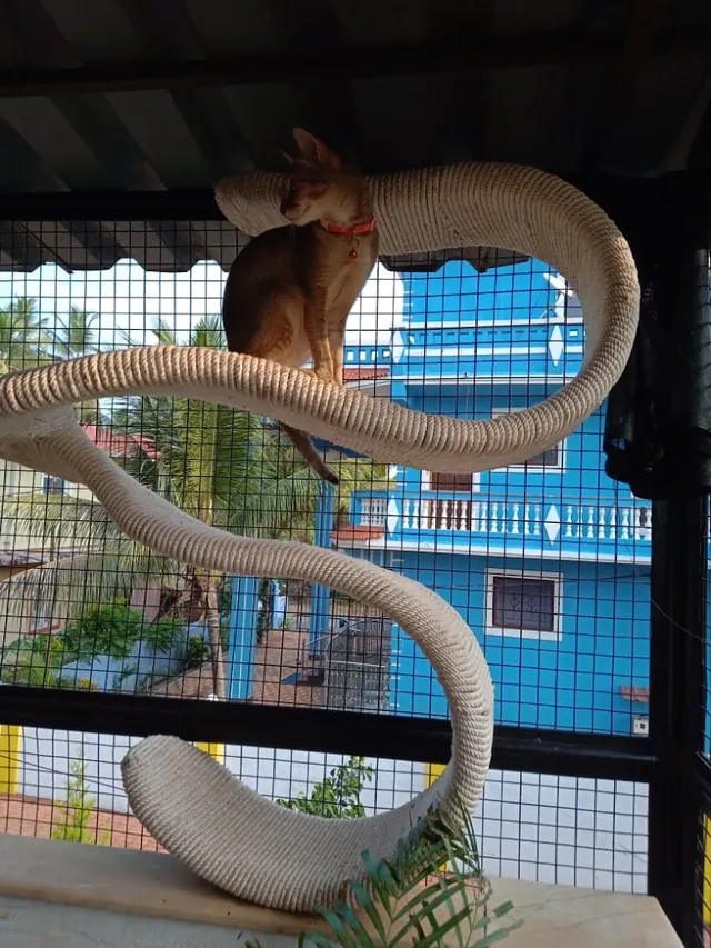 Pet Services Goa - 3