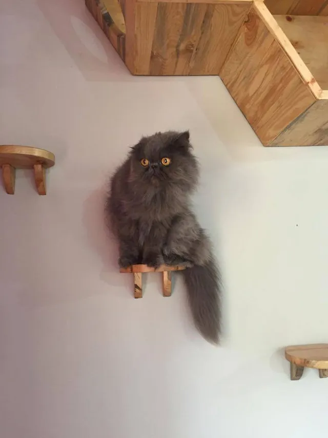 Pet Services Goa - 4