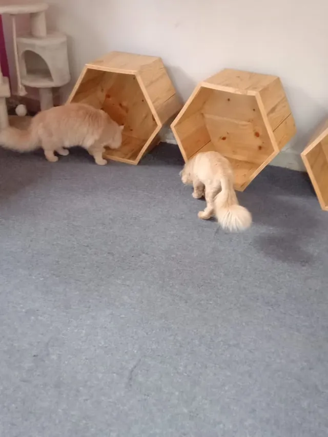 Pet Services Goa - 5