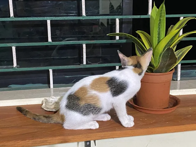 Prince Pets & Aquarium Siolim - 2