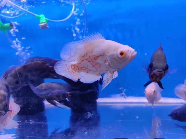 Prince Pets & Aquarium Siolim - 3