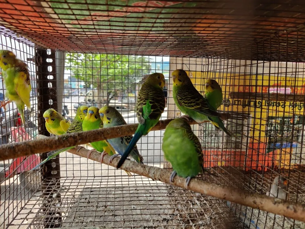 Viji Aquarium & Pet Centre