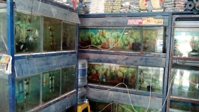 Viji Aquarium & Pet Centre - 2