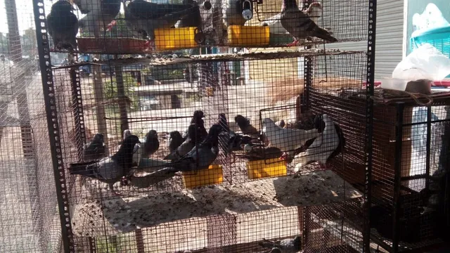 Viji Aquarium & Pet Centre - 3