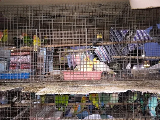 Viji Aquarium & Pet Centre - 4