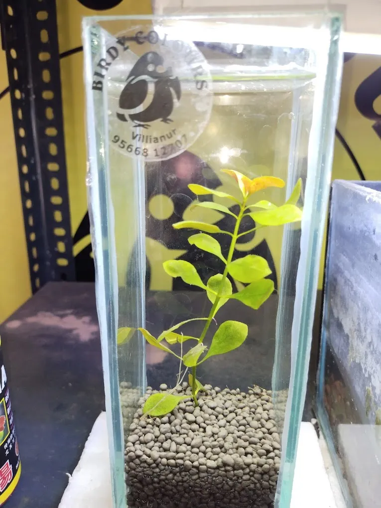 BIRDY COLOURS DOG GROOMING aquarium and pet Store