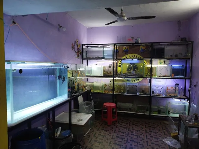 BIRDY COLOURS DOG GROOMING aquarium and pet Store - 2