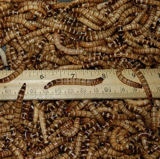 BIRDY COLOURS DOG GROOMING aquarium and pet Store - 3