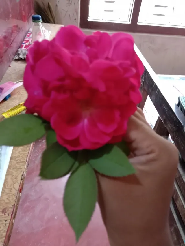 Indian Public School - 2