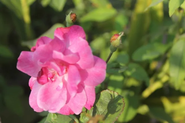 Delicious caterer - 2