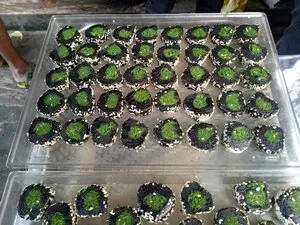 HOT FOOD CATERING ZONE - 70