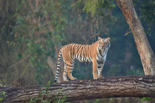 The Wild Safari - 11