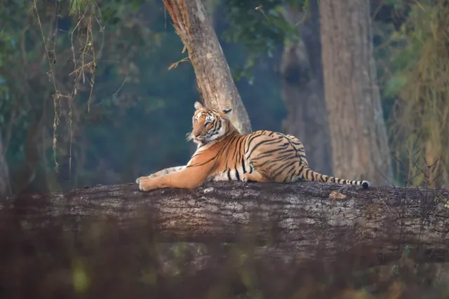 The Wild Safari - 12