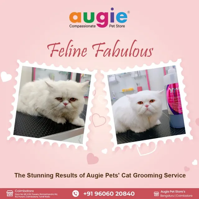 Augie Pets - Pet Shop | Pet Grooming | Vet Clinic - 7