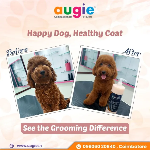 Augie Pets - Pet Shop | Pet Grooming | Vet Clinic - 8