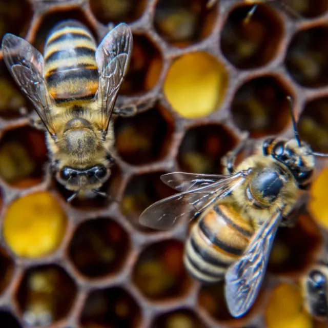 Friendly Pest Control - 3