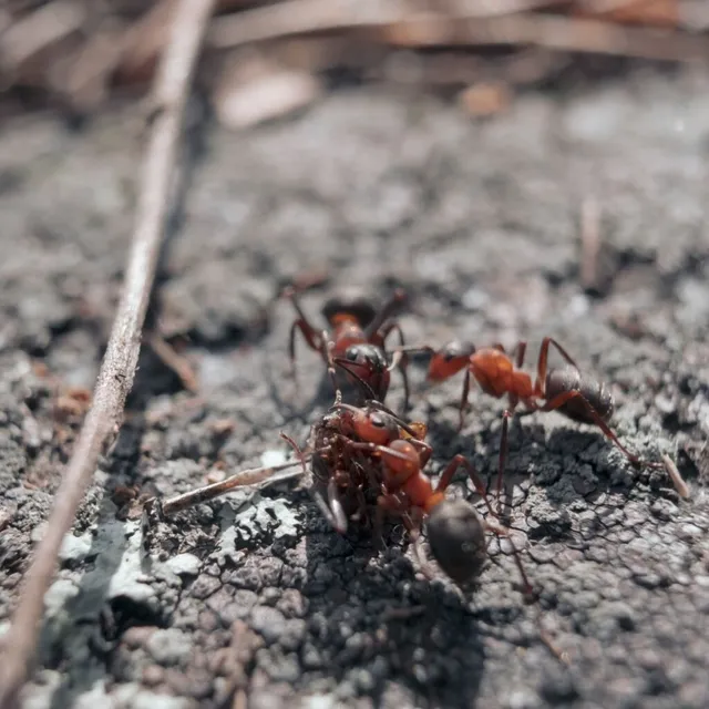 Friendly Pest Control - 4