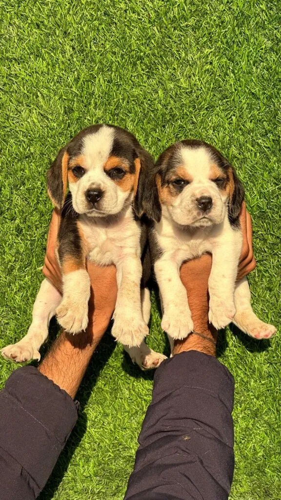 City Pet Shop | Best Pet Shop In Nagpur - 3