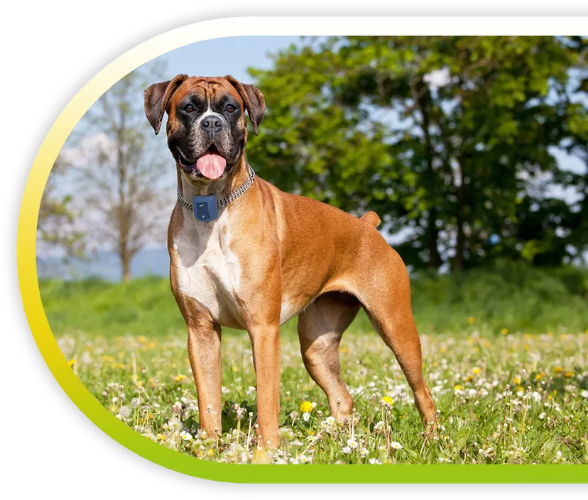 Trakbond - GPS Tracking Device For Dogs
