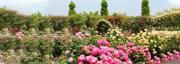 Ooty Heritage Tours And Travels - 5