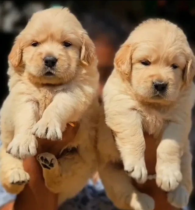 Critters Online Pet Shop (Direct From Breeders) - 4