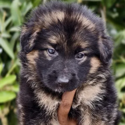 Critters Online Pet Shop (Direct From Breeders) - 5