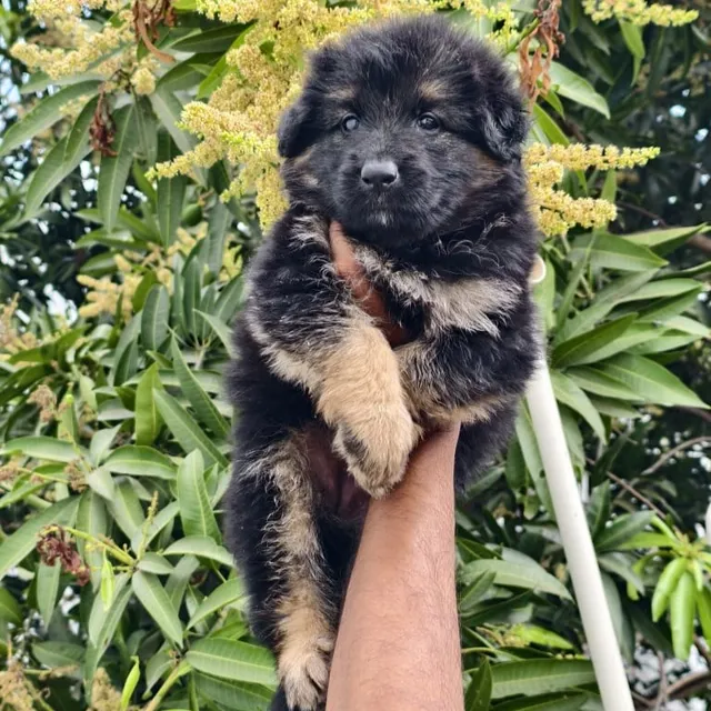 Critters Online Pet Shop (Direct From Breeders) - 6