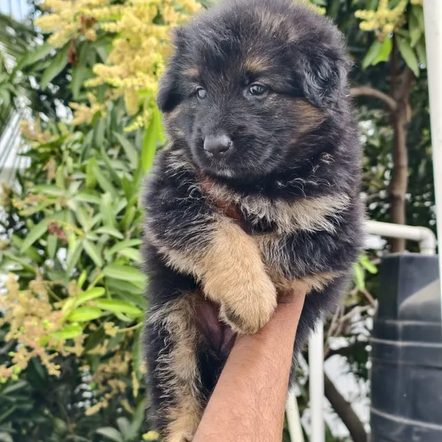 Critters Online Pet Shop (Direct From Breeders) - 7