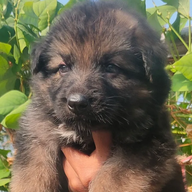 Critters Online Pet Shop (Direct From Breeders) - 8