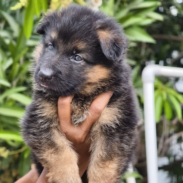 Critters Online Pet Shop (Direct From Breeders) - 9