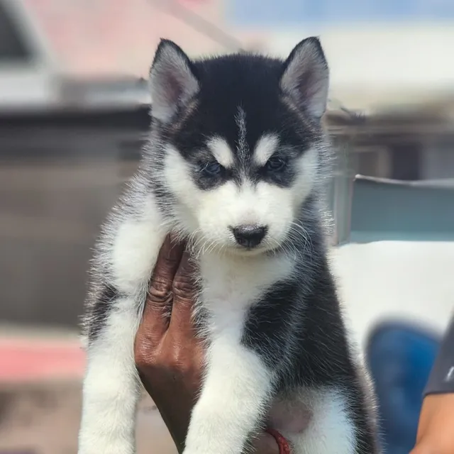 Critters Online Pet Shop (Direct From Breeders) - 10