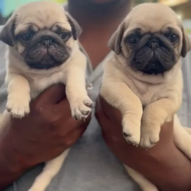 Critters Online Pet Shop (Direct From Breeders) - 11