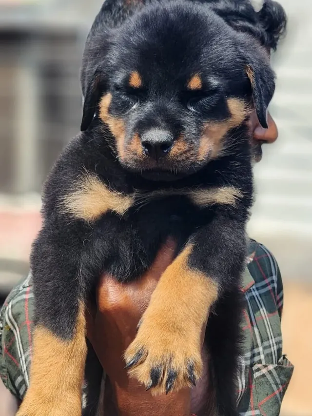 Critters Online Pet Shop (Direct From Breeders) - 13