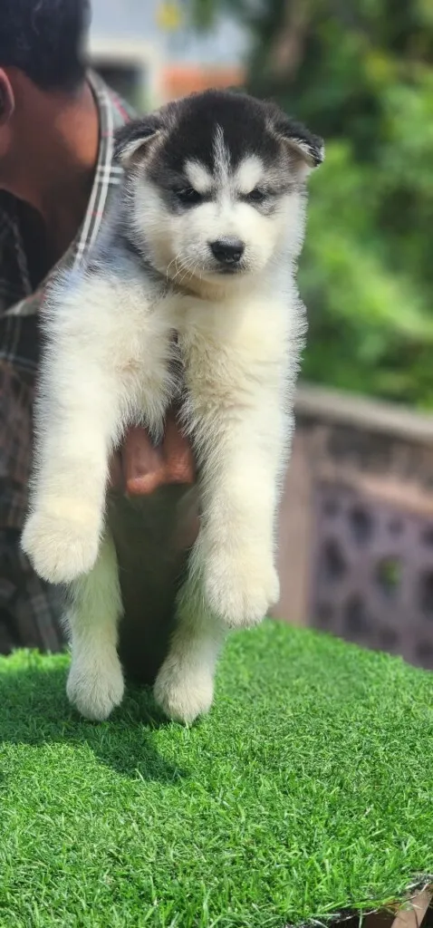 Critters Online Pet Shop (Direct From Breeders) - 14