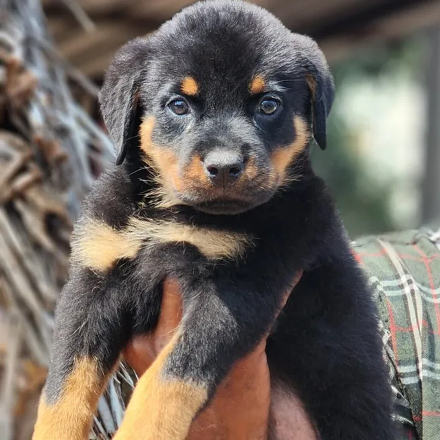 Critters Online Pet Shop (Direct From Breeders) - 15