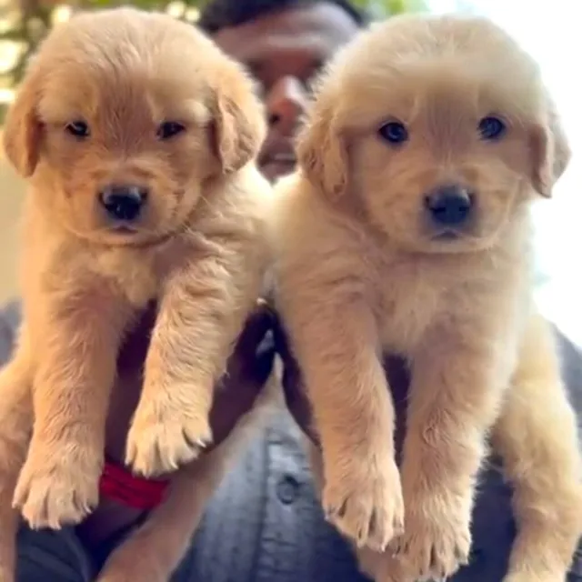 Critters Online Pet Shop (Direct From Breeders) - 16