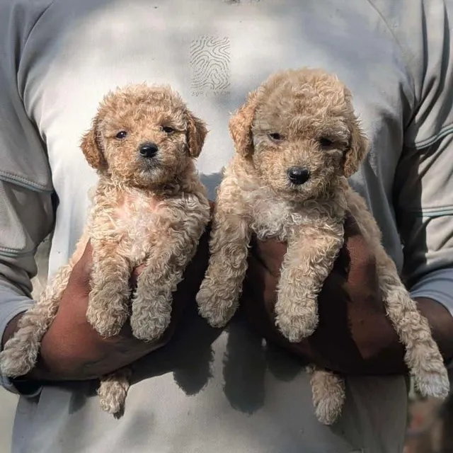 Critters Online Pet Shop (Direct From Breeders) - 17