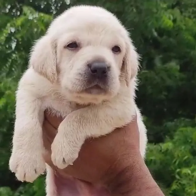 Critters Online Pet Shop (Direct From Breeders) - 18