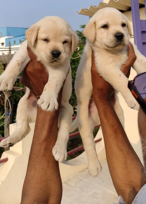 Critters Online Pet Shop (Direct From Breeders) - 21