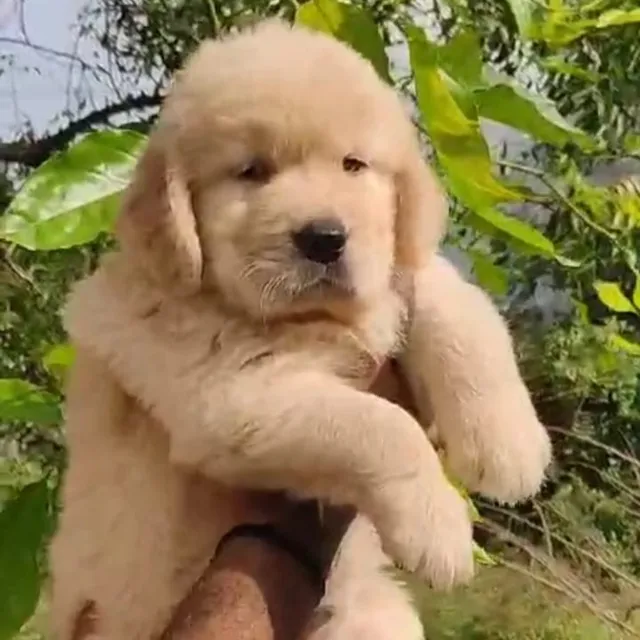 Critters Online Pet Shop (Direct From Breeders) - 22