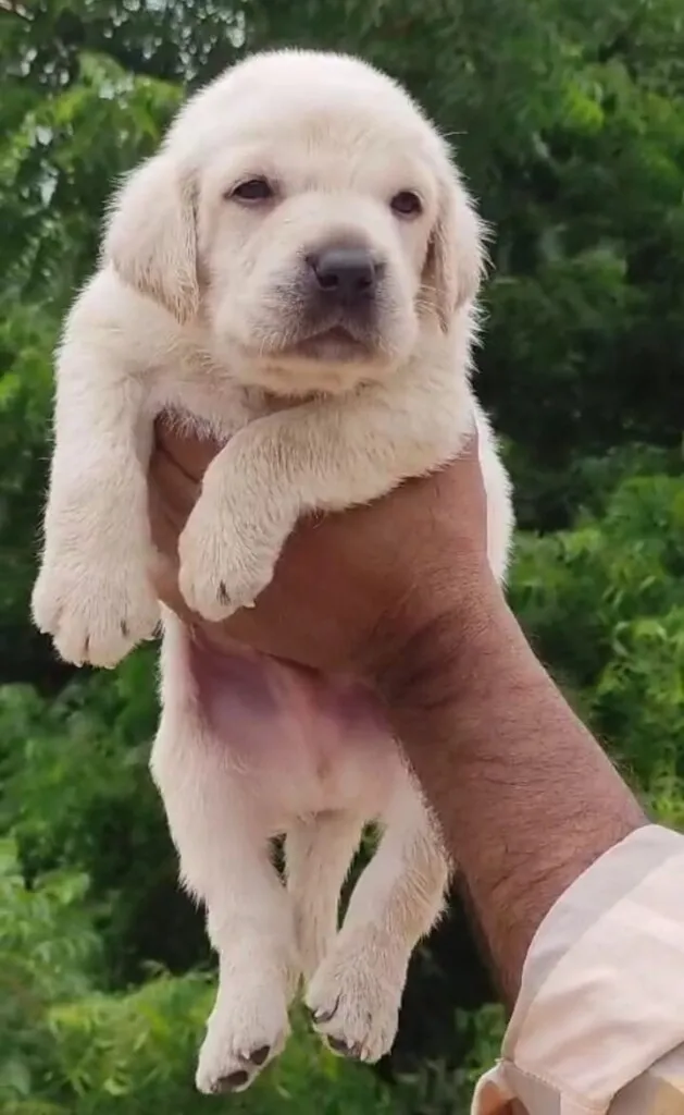 Critters Online Pet Shop (Direct From Breeders) - 23