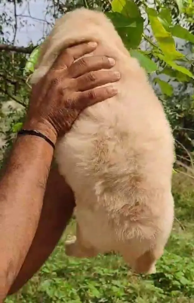 Critters Online Pet Shop (Direct From Breeders) - 24