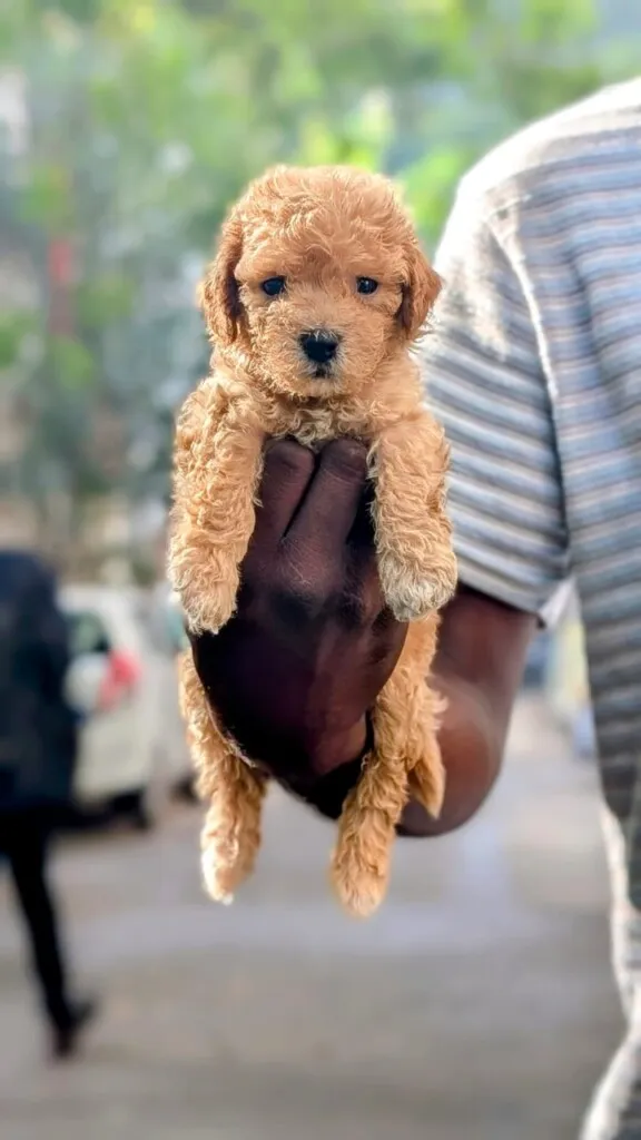 Critters Online Pet Shop (Direct From Breeders) - 25