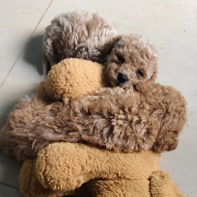 Critters Online Pet Shop (Direct From Breeders) - 27