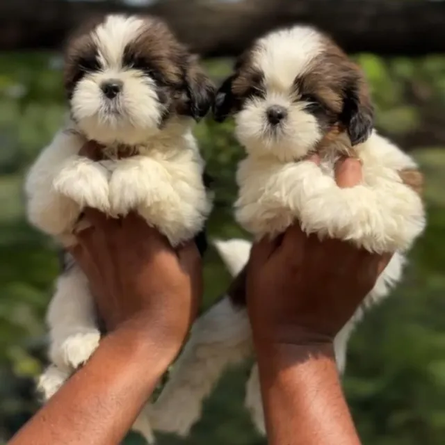 Critters Online Pet Shop (Direct From Breeders) - 28