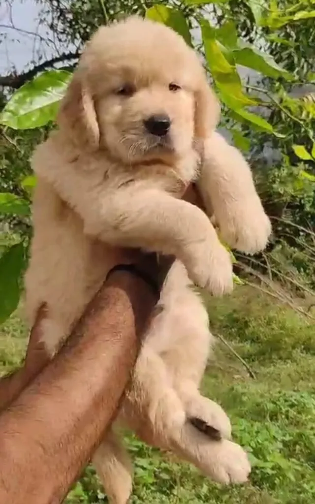 Critters Online Pet Shop (Direct From Breeders) - 29