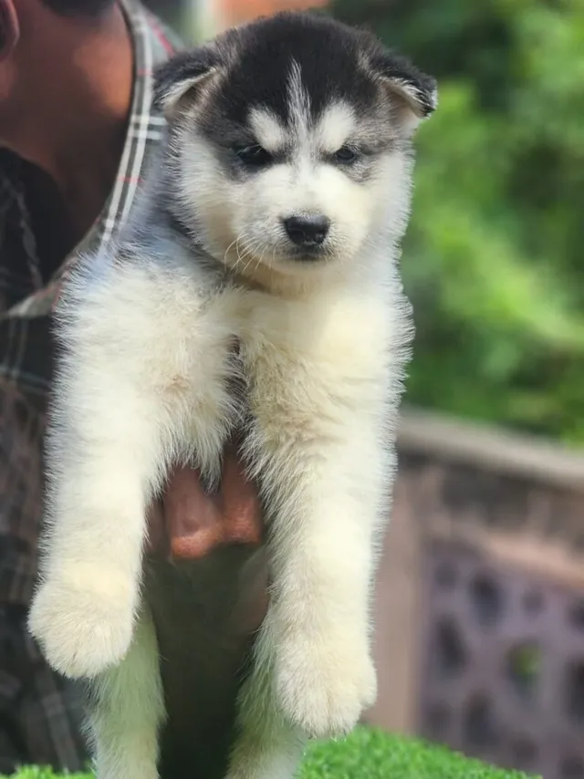 Critters Online Pet Shop (Direct From Breeders) - 30