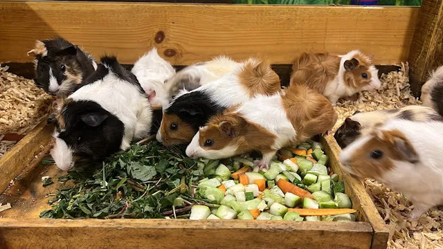 Tamed Pets - Velachery | Pet Store - 3