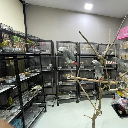 Chennai Pets Corner - Tamed birds - 2